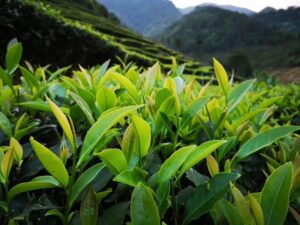 Compressed Oolong