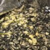 Jasmine Tea