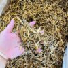 Golden Needle tea