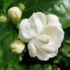 Jasmine Pearl Tea