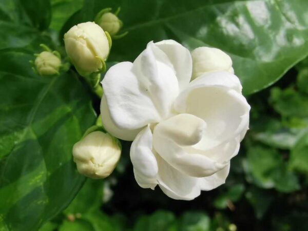 Jasmine Pearl Tea