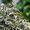 Yunnan Green Tea